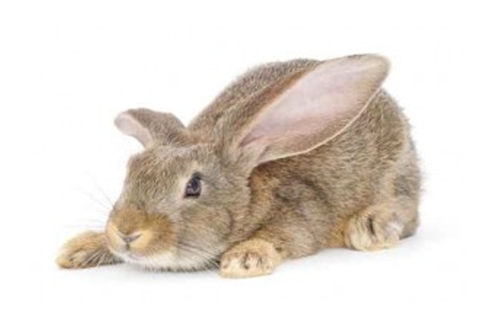 Image result for rabbit