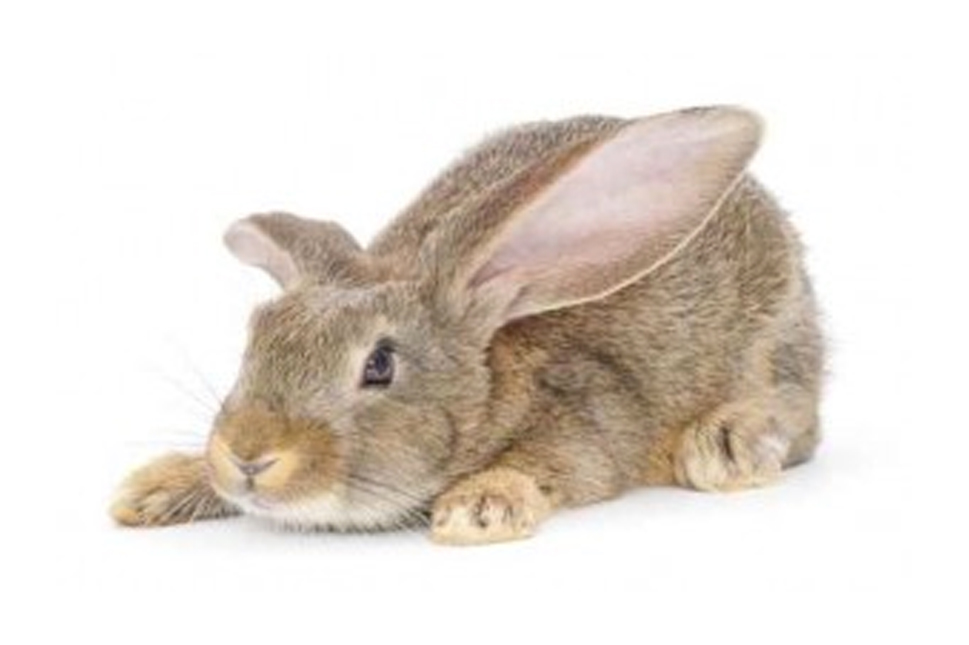 Image result for rabbit